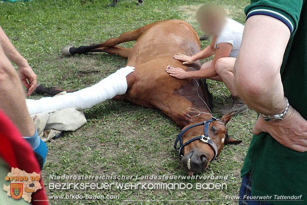 20170603 Feuerwehr untersttzt Tierrztin bei einem verletzten Pferd  Foto:  FF Tattendorf