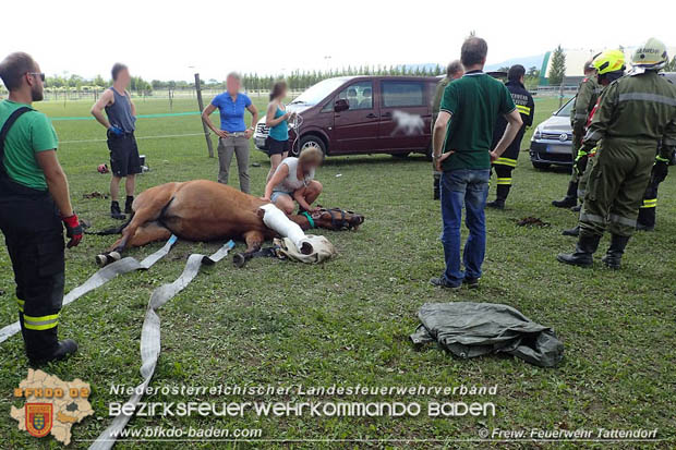 20170603 Feuerwehr unterstützt Tierärztin bei einem verletzten Pferd  Foto: © FF Tattendorf