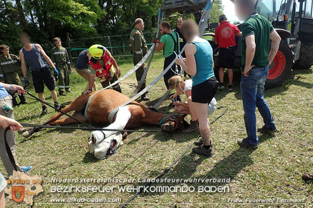 20170603 Feuerwehr unterstützt Tierärztin bei einem verletzten Pferd  Foto: © FF Tattendorf