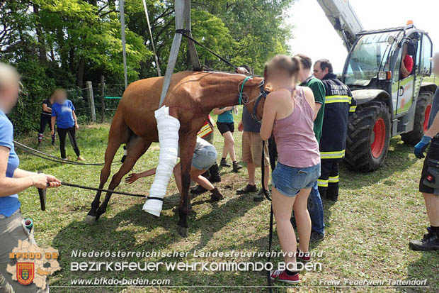 20170603 Feuerwehr unterstützt Tierärztin bei einem verletzten Pferd  Foto: © FF Tattendorf