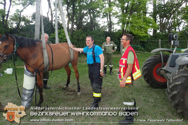 20170603 Feuerwehr unterstützt Tierärztin bei einem verletzten Pferd  Foto: © FF Tattendorf