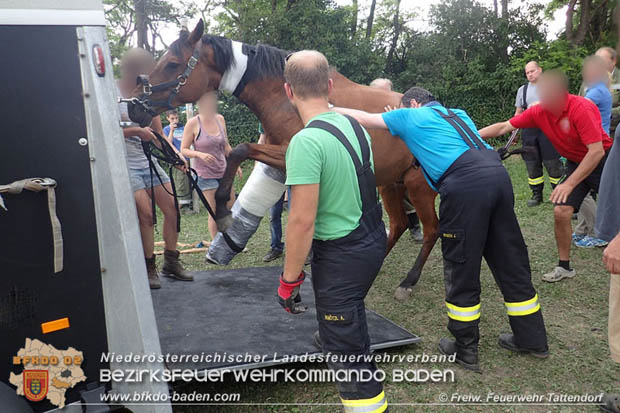 20170603 Feuerwehr unterstützt Tierärztin bei einem verletzten Pferd  Foto: © FF Tattendorf