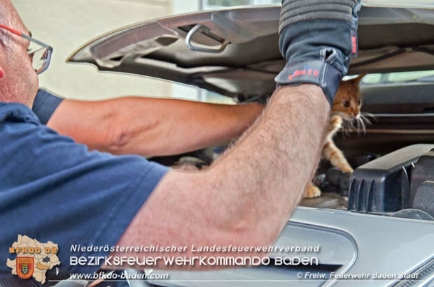 Junger "Stubentiger" verschanzte sich unter Motorhaube eines geparkten Pkws im Stadtzentrum von Baden Foto: © Freiwillige Feuerwehr Baden-Stadt / Markus Prendinger Junger "Stubentiger" verschanzte sich unter Motorhaube eines geparkten Pkws im Stadtzentrum von Baden Foto: © Freiwillige Feuerwehr Baden-Stadt / Markus Prendinger