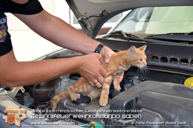 Junger "Stubentiger" verschanzte sich unter Motorhaube eines geparkten Pkws im Stadtzentrum von Baden  Foto:  Freiwillige Feuerwehr Baden-Stadt / Markus Prendinger