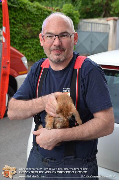 Junger "Stubentiger" verschanzte sich unter Motorhaube eines geparkten Pkws im Stadtzentrum von Baden  Foto:  Freiwillige Feuerwehr Baden-Stadt / Markus Prendinger