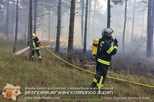 20170808 Flächenbrand im Föhrenwald bei Haschendorf Großmittel Bezirk Wr.Neustadt  Foto: © FF Ebenfurth Stadt