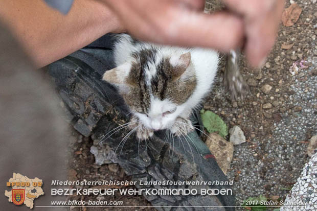 20170912 Babykatze in Günselsdrf aus Regenabflussrohr befreit Foto: © Stefan Schneider BFK Baden 20170912 Babykatze in Günselsdrf aus Regenabflussrohr befreit Foto: © Stefan Schneider BFK Baden