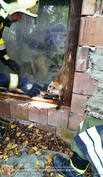 20170930 Fuchs verhngt sich in gekipptem Fenster  Foto:  Freiwillige Feuerwehr Siegenfeld