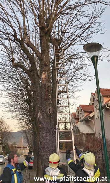 20171207 Katze auf Baum in  Pfaffsttten  Foto:  Alexander Schtz FF Pfaffsttten