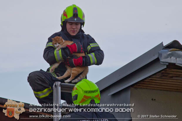 20171207 Katze auf Hausdach in Tribuswinkel  Foto:  Stefan Schneider