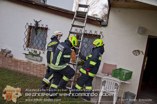 20171207 Katze auf Hausdach in Tribuswinkel  Foto:  Stefan Schneider