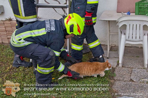 20171207 Katze auf Hausdach in Tribuswinkel  Foto:  Stefan Schneider