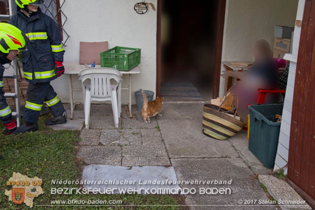 20171207 Katze auf Hausdach in Tribuswinkel  Foto:  Stefan Schneider