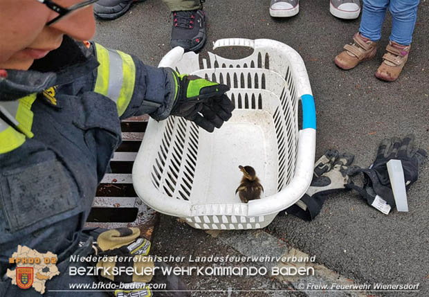 20180515 Drei Enten-Kken fallen in Wienersdorf in einen Gulli  Foto:  Alexander Umschaden FF Wienersdorf