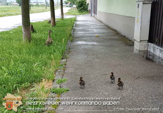 20180515 Drei Enten-Kken fallen in Wienersdorf in einen Gulli  Foto:  Alexander Umschaden FF Wienersdorf