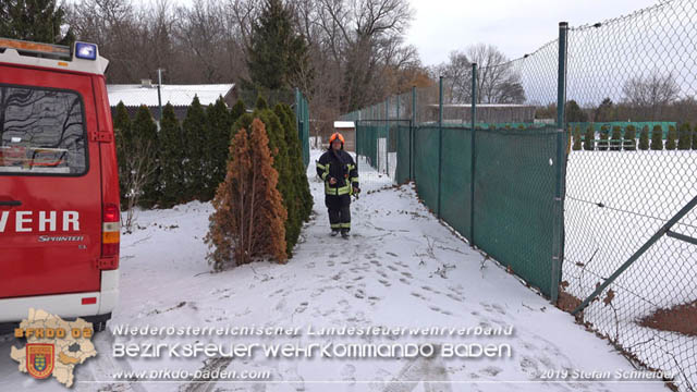 20190104 Zwei hilflose Rehe am Tennisplatz in Tribuswinkel  Foto: © Stefan Schneider