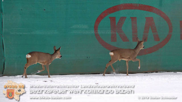20190104 Zwei hilflose Rehe am Tennisplatz in Tribuswinkel Foto: © Stefan Schneider 20190104 Zwei hilflose Rehe am Tennisplatz in Tribuswinkel Foto: © Stefan Schneider