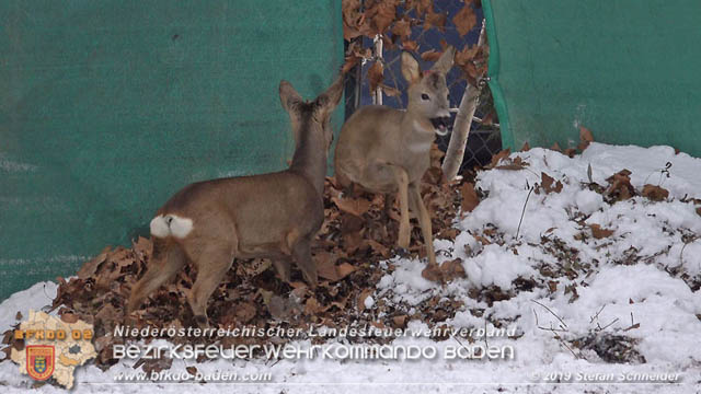 20190104 Zwei hilflose Rehe am Tennisplatz in Tribuswinkel  Foto:  Stefan Schneider