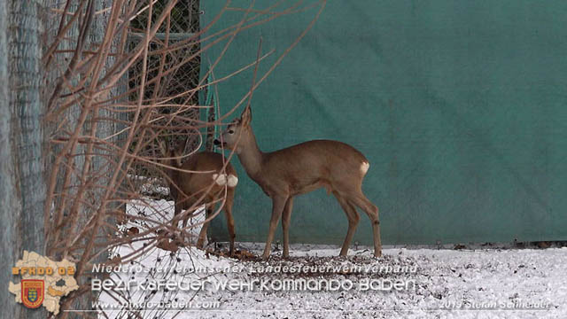 20190104 Zwei hilflose Rehe am Tennisplatz in Tribuswinkel  Foto: © Stefan Schneider