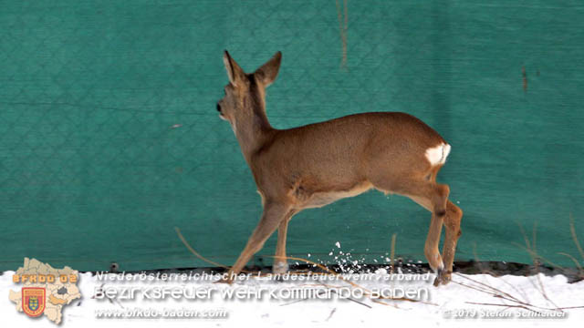 20190104 Zwei hilflose Rehe am Tennisplatz in Tribuswinkel  Foto: © Stefan Schneider