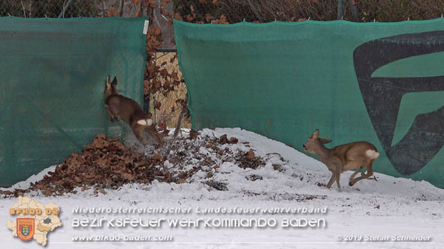 20190104 Zwei hilflose Rehe am Tennisplatz in Tribuswinkel  Foto: © Stefan Schneider