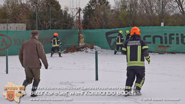 20190104 Zwei hilflose Rehe am Tennisplatz in Tribuswinkel  Foto: © Stefan Schneider