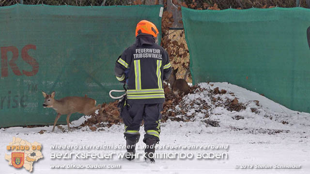 20190104 Zwei hilflose Rehe am Tennisplatz in Tribuswinkel  Foto: © Stefan Schneider