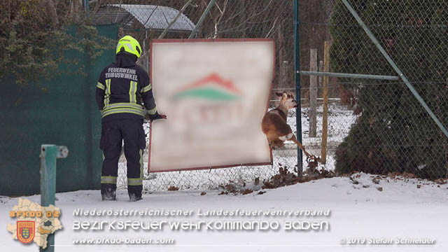 20190104 Zwei hilflose Rehe am Tennisplatz in Tribuswinkel  Foto: © Stefan Schneider