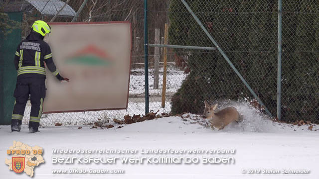 20190104 Zwei hilflose Rehe am Tennisplatz in Tribuswinkel  Foto: © Stefan Schneider