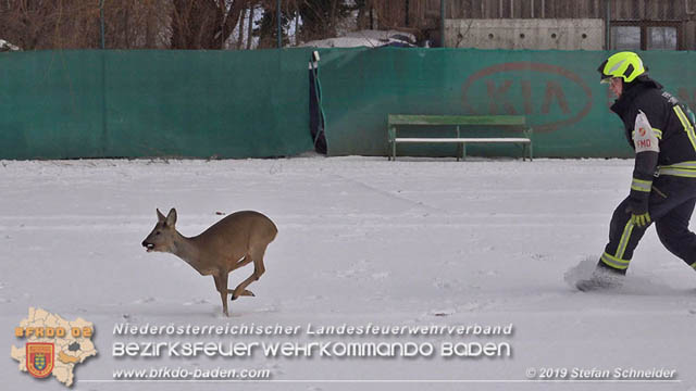 20190104 Zwei hilflose Rehe am Tennisplatz in Tribuswinkel  Foto: © Stefan Schneider