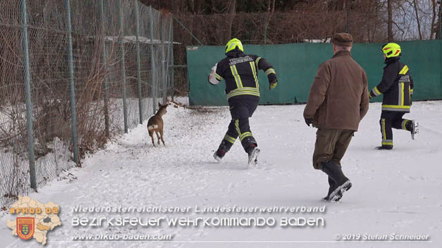 20190104 Zwei hilflose Rehe am Tennisplatz in Tribuswinkel  Foto: © Stefan Schneider