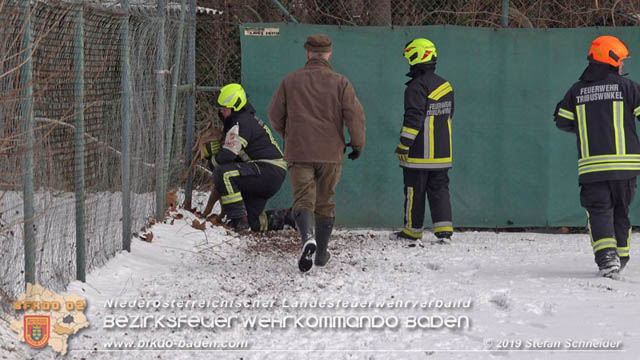 20190104 Zwei hilflose Rehe am Tennisplatz in Tribuswinkel  Foto: © Stefan Schneider