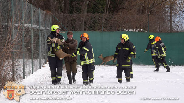 20190104 Zwei hilflose Rehe am Tennisplatz in Tribuswinkel  Foto: © Stefan Schneider