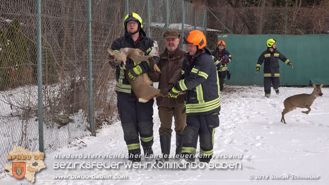 20190104 Zwei hilflose Rehe am Tennisplatz in Tribuswinkel  Foto: © Stefan Schneider