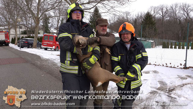 20190104 Zwei hilflose Rehe am Tennisplatz in Tribuswinkel  Foto: © Stefan Schneider