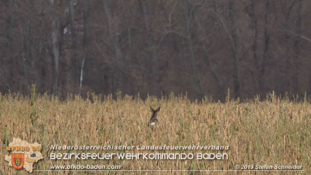 20190104 Zwei hilflose Rehe am Tennisplatz in Tribuswinkel  Foto: © Stefan Schneider