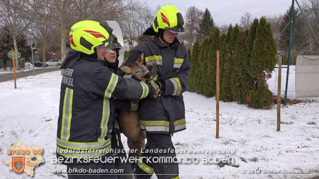 20190104 Zwei hilflose Rehe am Tennisplatz in Tribuswinkel  Foto: © Stefan Schneider