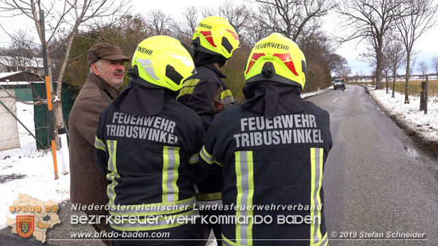 20190104 Zwei hilflose Rehe am Tennisplatz in Tribuswinkel  Foto: © Stefan Schneider