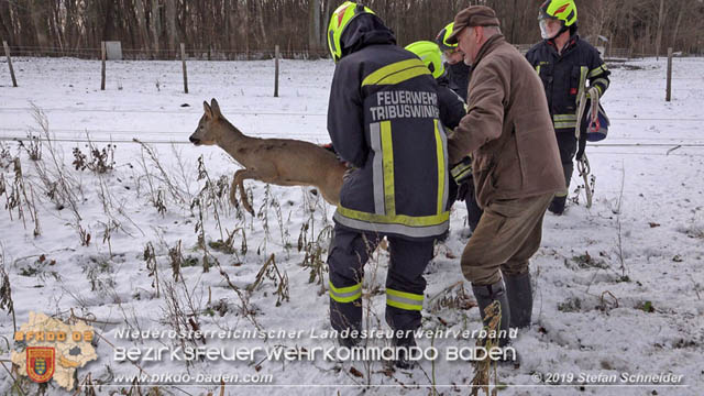 20190104 Zwei hilflose Rehe am Tennisplatz in Tribuswinkel  Foto: © Stefan Schneider