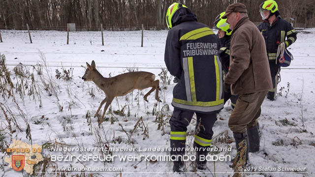 20190104 Zwei hilflose Rehe am Tennisplatz in Tribuswinkel  Foto: © Stefan Schneider