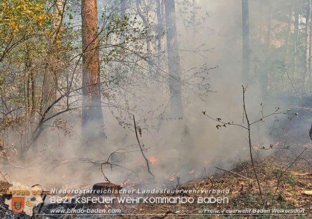 20190428 Waldbrand in Baden Ortsteil Weikersdorf  Foto:  FF Baden Weikersdorf