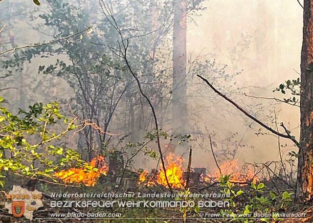 20190428 Waldbrand in Baden Ortsteil Weikersdorf  Foto:  FF Baden Weikersdorf