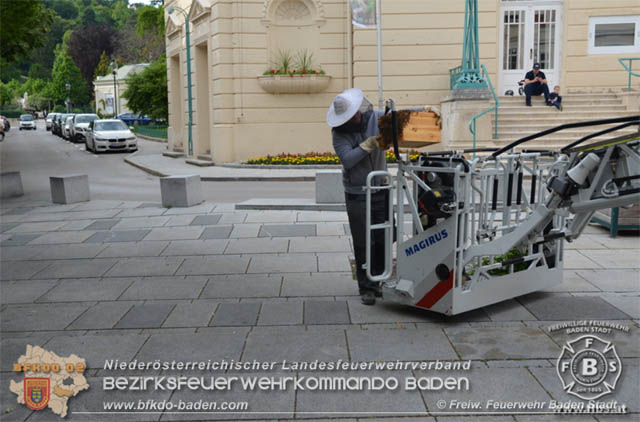 20190531 Bienenschwarm sorgte fr groe Aufregung in der Badener Fugngerzone  Foto:  Freiwillige Feuerwehr Baden-Stadt 