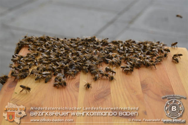 20190531 Bienenschwarm sorgte fr groe Aufregung in der Badener Fugngerzone  Foto:  Freiwillige Feuerwehr Baden-Stadt 