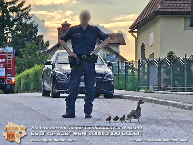 20190601 Tierrettung in Berndorf  Foto:  Gebhart M FF Berndorf-Stadt