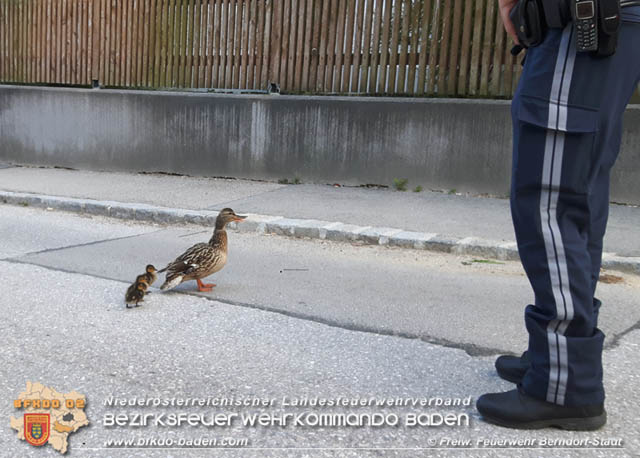 20190601 Tierrettung in Berndorf  Foto:  Florian Stadler FF Berndorf-Stadt