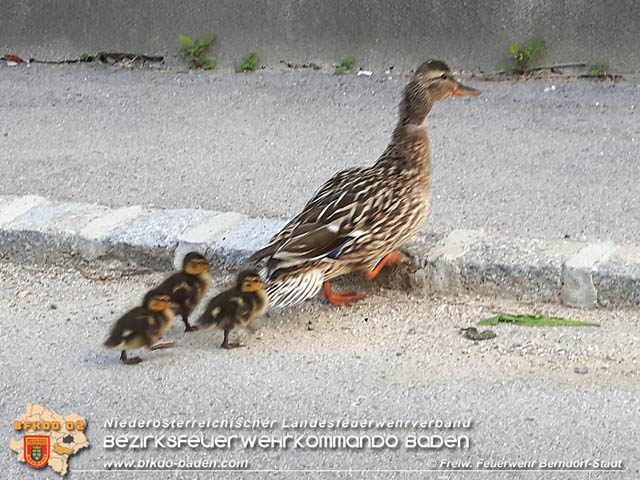 20190601 Tierrettung in Berndorf  Foto:  Florian Stadler FF Berndorf-Stadt