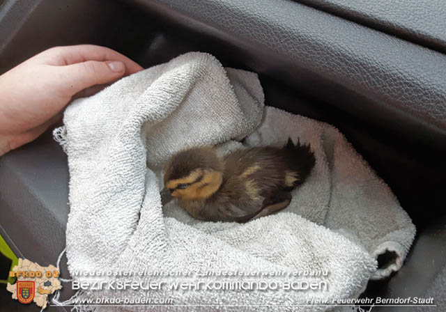 20190601 Tierrettung in Berndorf  Foto:  Florian Stadler FF Berndorf-Stadt