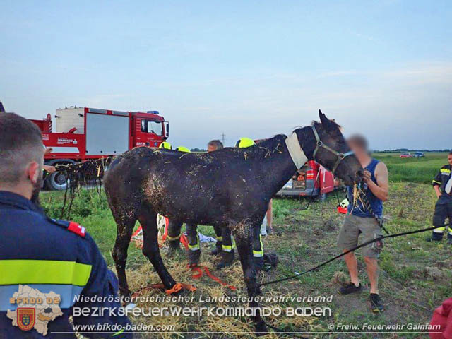 2019_06_10 Pferd hängt im Bachbett fest Foto: © Freiwillige Feuerwehr Gainfarn 2019_06_10 Pferd hängt im Bachbett fest Foto: © Freiwillige Feuerwehr Gainfarn