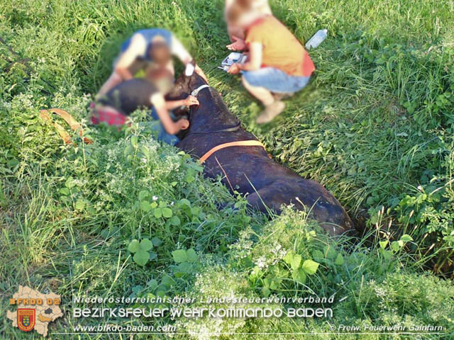 2019_06_10 Pferd hängt im Bachbett fest Foto: © Freiwillige Feuerwehr Gainfarn 2019_06_10 Pferd hängt im Bachbett fest Foto: © Freiwillige Feuerwehr Gainfarn